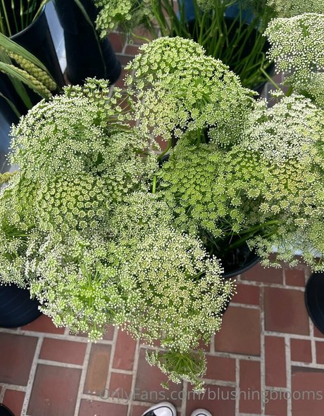 blushingblooms pornstar perfect photos