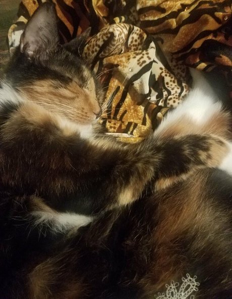 katcalico star exclusive photos