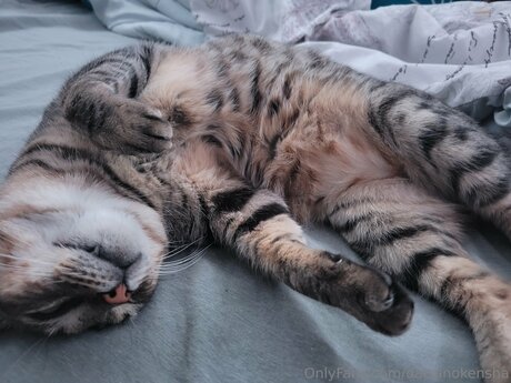 Daisanokensha perfect model archive