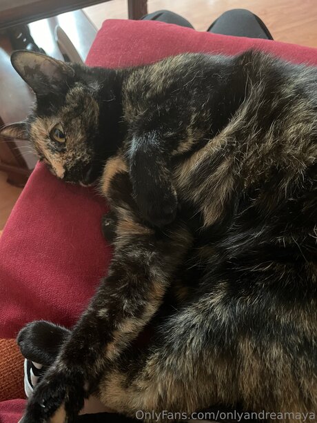 Onlyandreadoll art pornstar archive