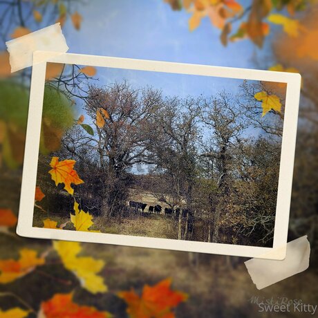 Sweetkitty777 nude model pic