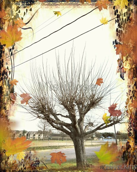 Sweetkitty777 naked star image