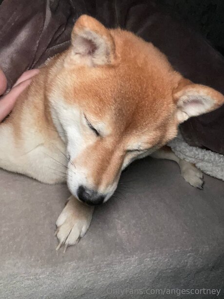 Angescortney exclusive model img