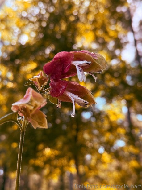 Gracie Hart art pornstar picture