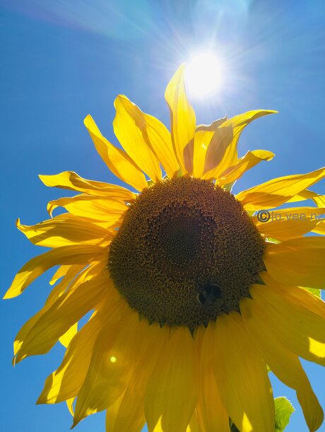 Jo Vee Nz model pornographic pic