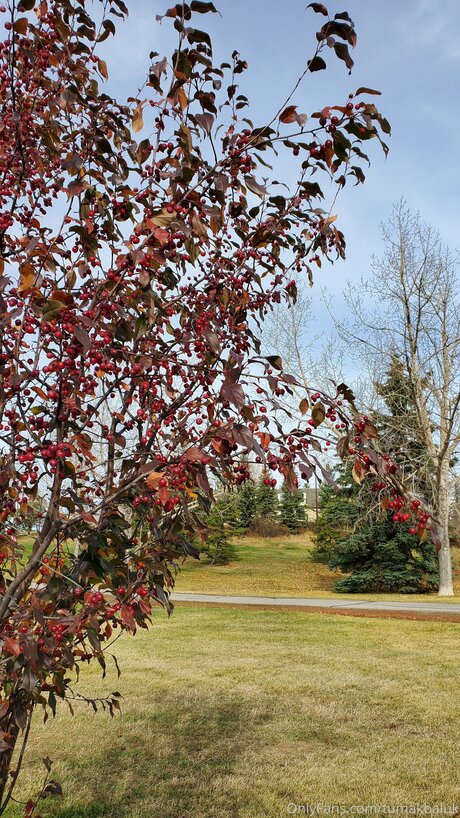 Tumakbaluk star pretty picture