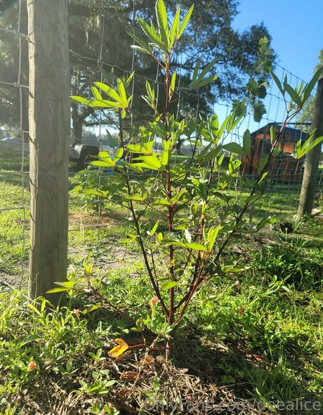 deealice star nude pictures