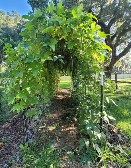 deealice exclusive star photos