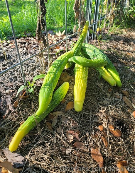 deealice high quality model img