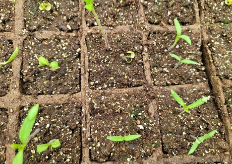 deealice best model pics