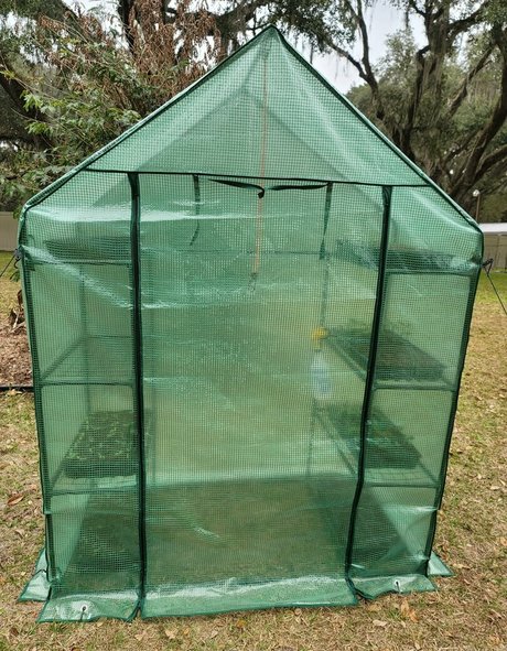 deealice free star photos