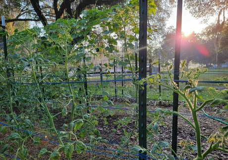 deealice pornstar pretty picture