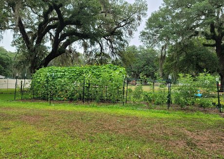 deealice pornstar free pic