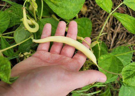 deealice exclusive actress image