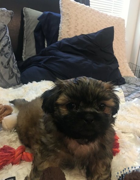 sablevanell star xxx archive