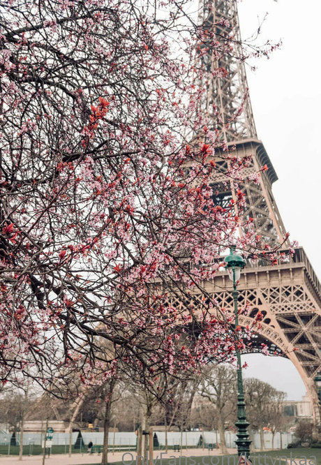 kittynkaa star free images