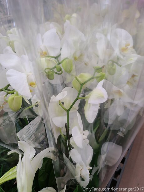 Loneranger2017 top model image