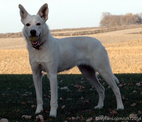 Loneranger2017 pornographic actress img