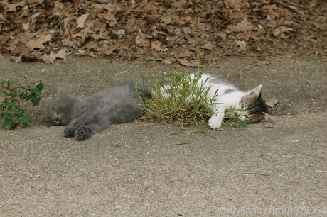 Loneranger2017 star top images