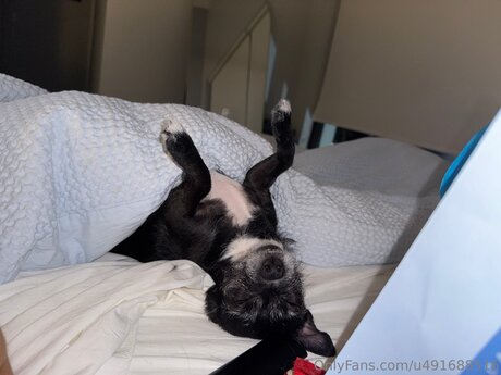 Chloekim pornstar top image