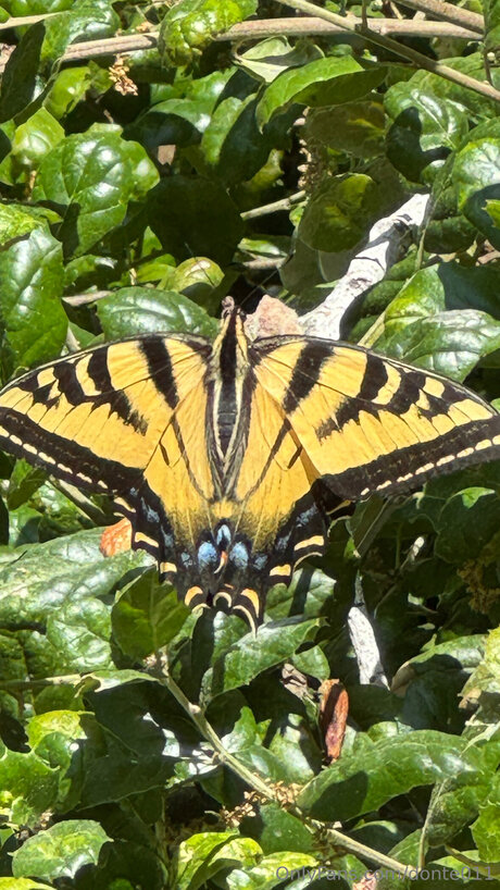 Donte011 best model photo