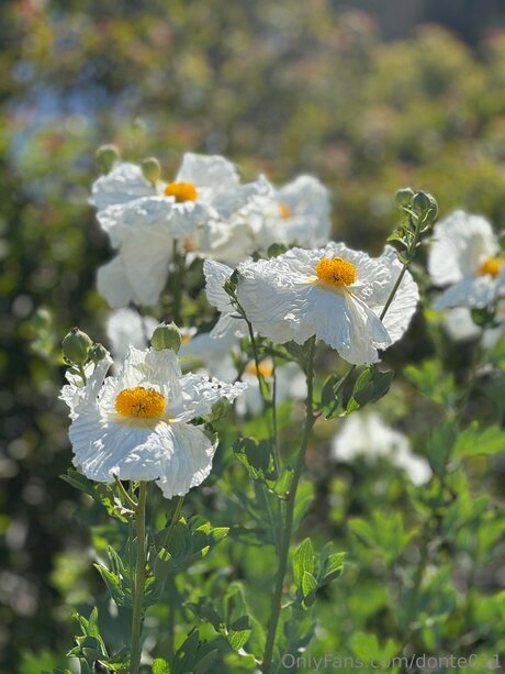 Donte011 top star img