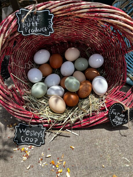 Chickenlady Eggs art pornstar picture