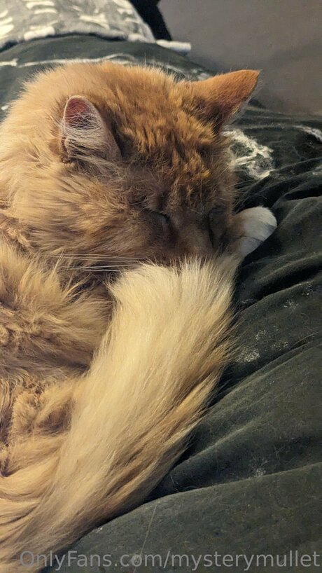 Mysterymullet high quality star images