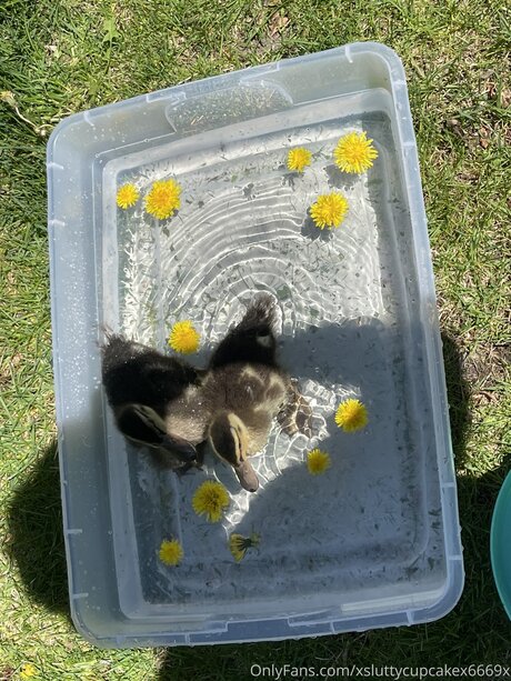 Xsluttycupcakex6669x pornographic star galleries