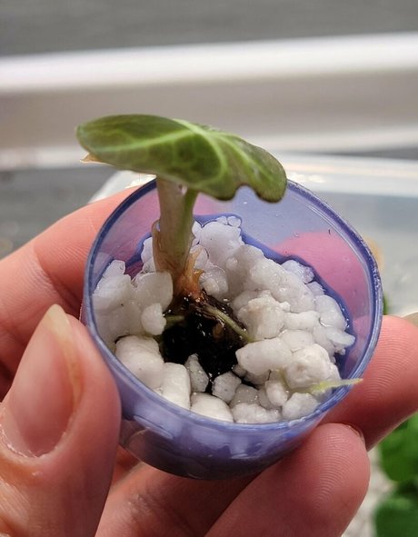 momgenes22 star nude pics