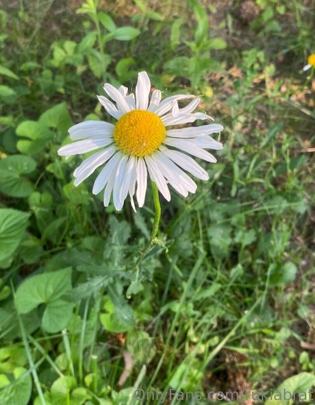 rukiabrat model pornographic image