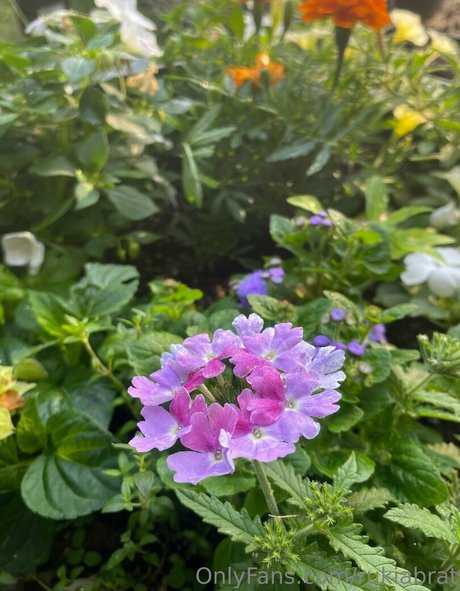 rukiabrat pornstar pretty photos