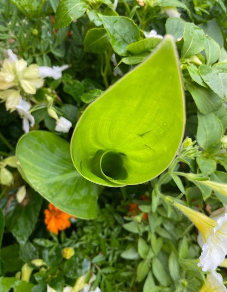 rukiabrat top pornstar pictures