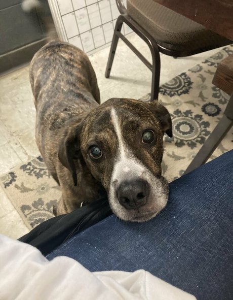 bridgetblack top pornstar pics