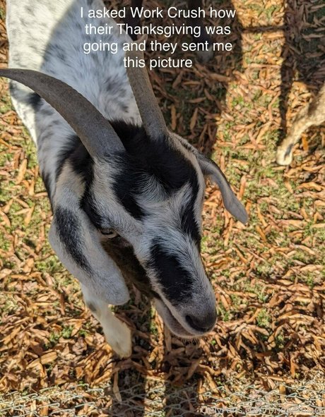 bridgetblack pornstar exclusive archive