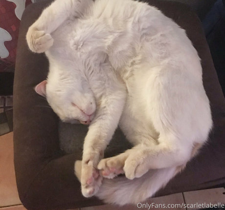 scarletlabelle star free picture