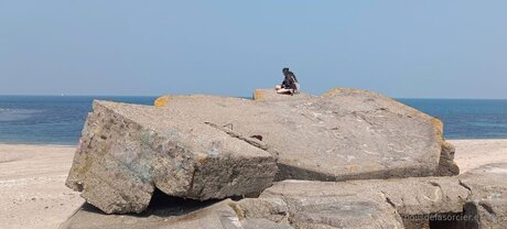 Poilsdesorcier Efree star high quality picture