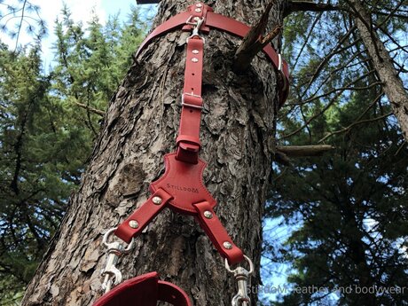 Stilldom star gallery