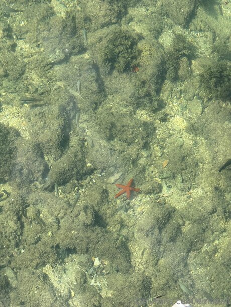 Emadoll nude star gallery