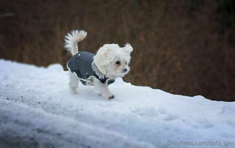 sofa ukr porn star image