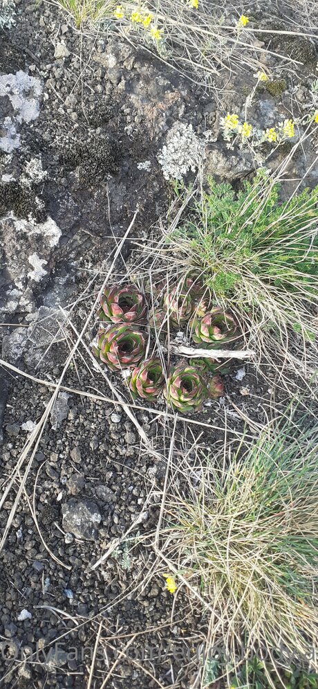 Enjoy Body And Foot star xxx pic