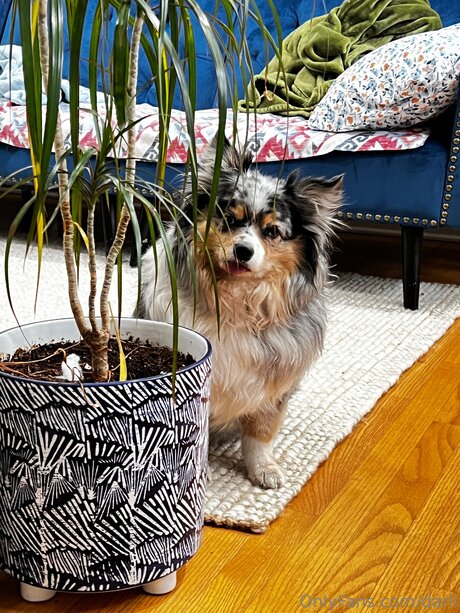 Darli xxx actress gallery