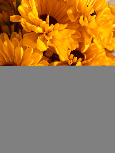 Desi Grace star free image