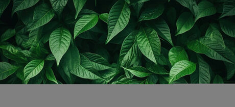 Soul Dream star top picture