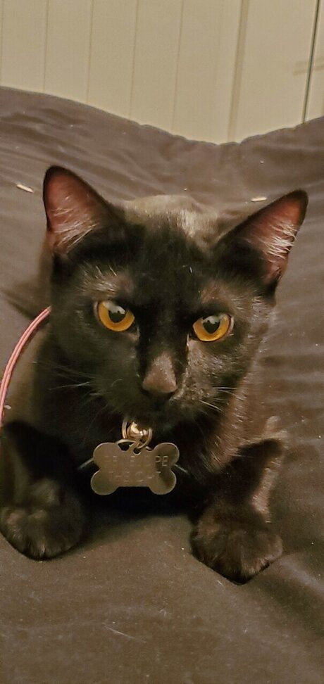 LatPatGat erotic model archive