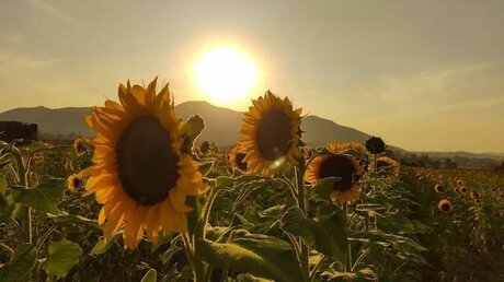 ASHLEY GUZMAN pretty pornstar img