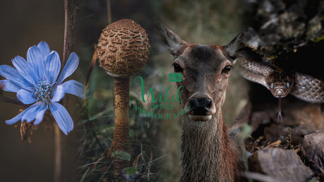 Wild Optics star free photos