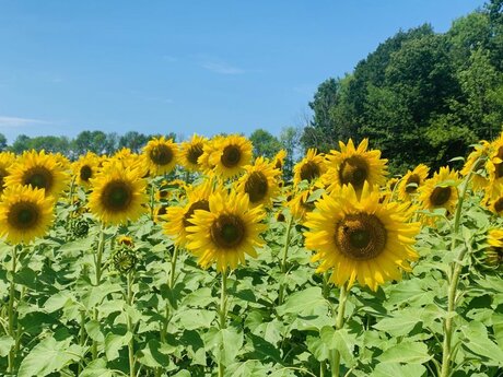 Melly_ star pornographic archive