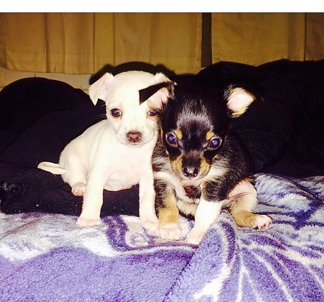 Amber BeIarski pornstar nudes photos