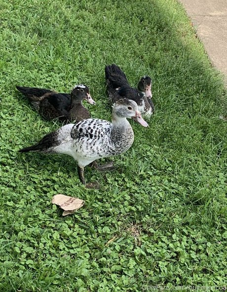 bunnycocoa model adult image